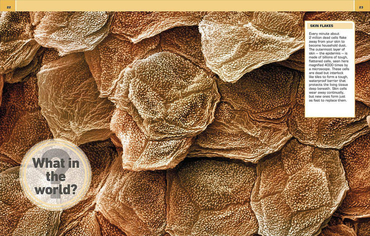 ■ It Can't be True! Human Body! 1000 Amazing Facts About You by Dorling Kindersley Inc on Schoolbooks.ie