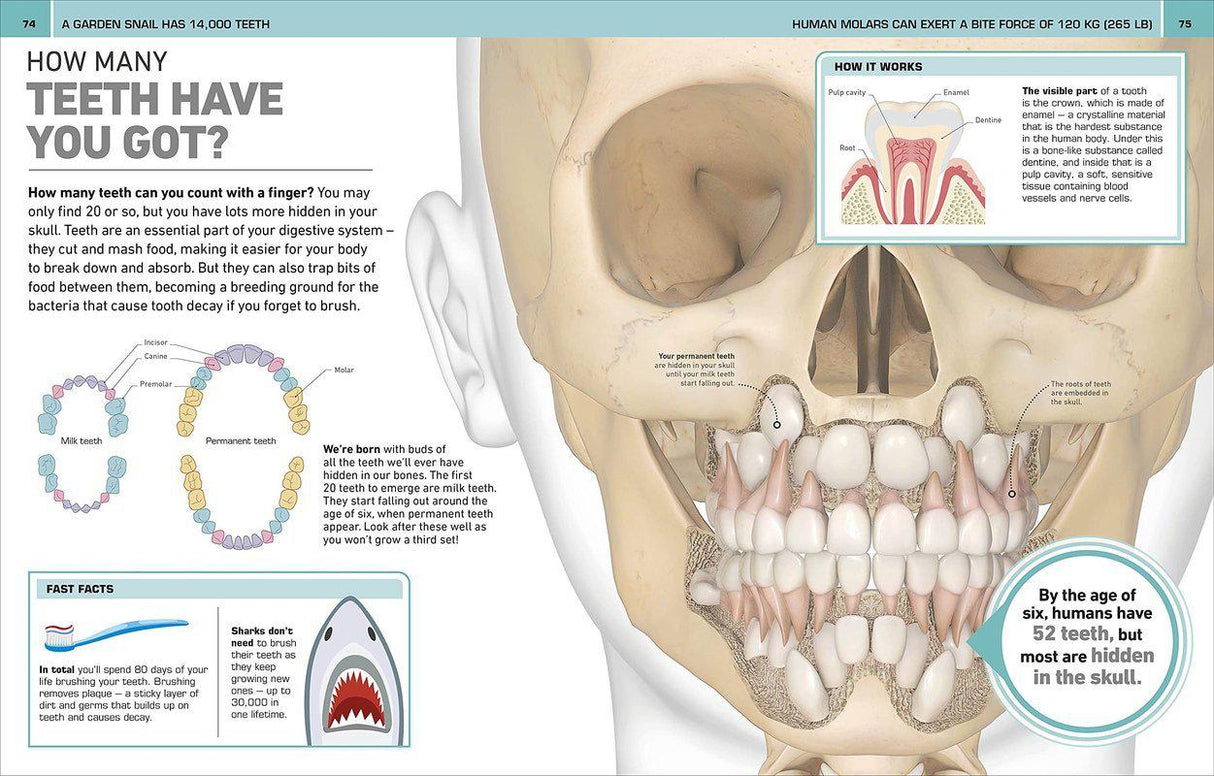 ■ It Can't be True! Human Body! 1000 Amazing Facts About You by Dorling Kindersley Inc on Schoolbooks.ie