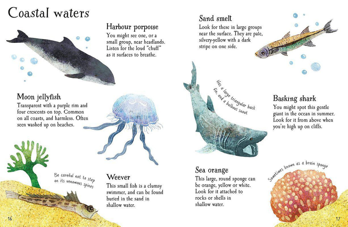 Seashore Life to Spot by Usborne Publishing Ltd on Schoolbooks.ie