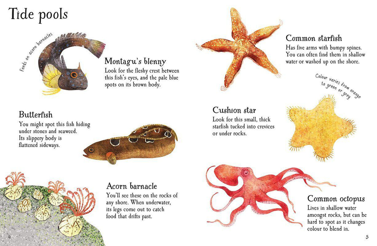 Seashore Life to Spot by Usborne Publishing Ltd on Schoolbooks.ie