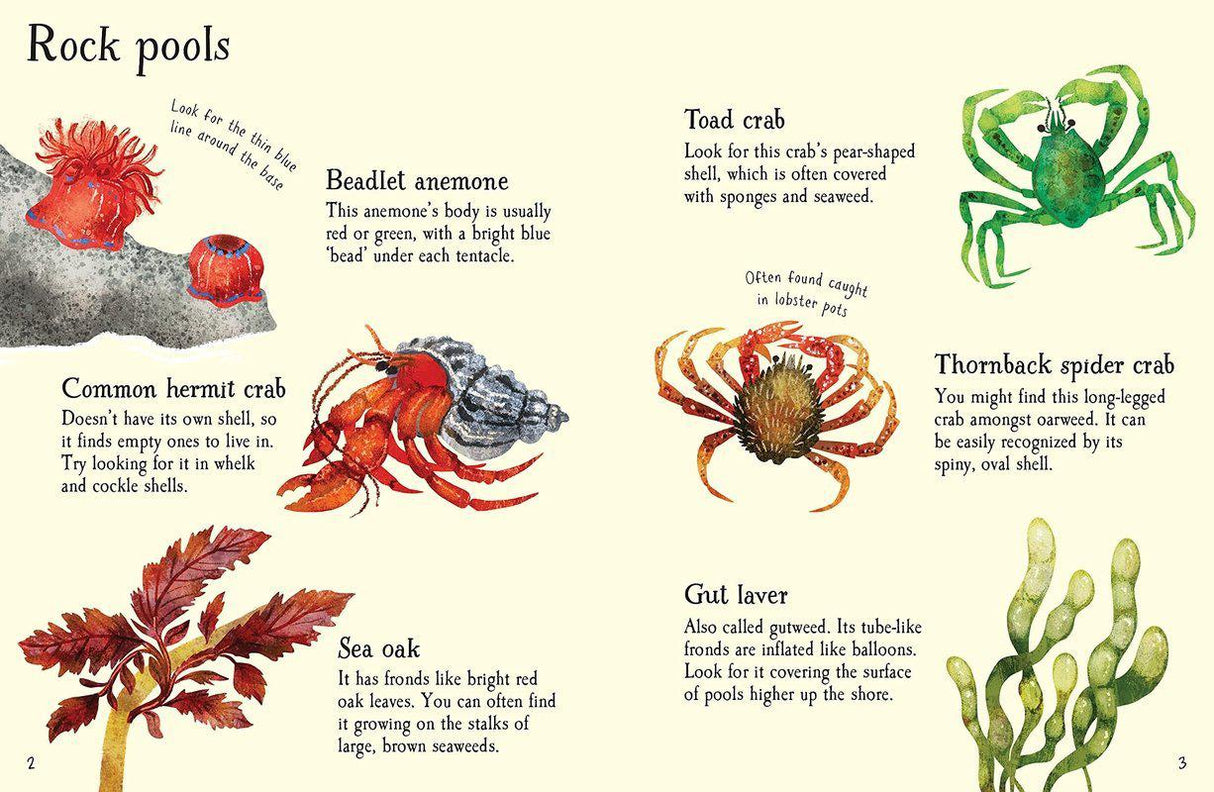 Seashore Life to Spot by Usborne Publishing Ltd on Schoolbooks.ie