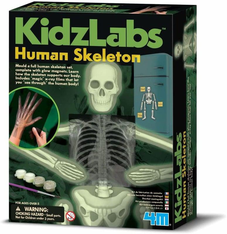 4M Kidz Labs Human Skeleton by 4M on Schoolbooks.ie