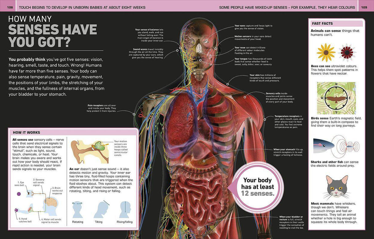 ■ It Can't be True! Human Body! 1000 Amazing Facts About You by Dorling Kindersley Inc on Schoolbooks.ie