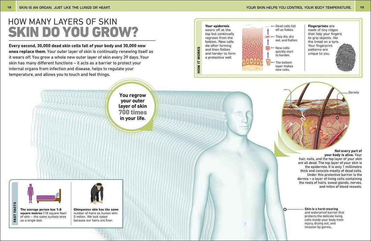 ■ It Can't be True! Human Body! 1000 Amazing Facts About You by Dorling Kindersley Inc on Schoolbooks.ie